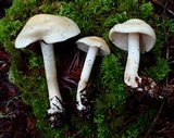 Hebeloma velutipes image