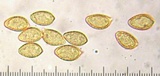 Hebeloma velutipes image