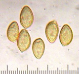 Hebeloma velutipes image