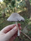Coprinopsis alopecia image