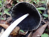 Coprinopsis alopecia image