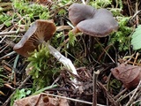 Rhodocybe aureicystidiata image