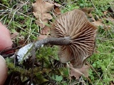 Rhodocybe aureicystidiata image