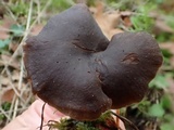 Rhodocybe aureicystidiata image