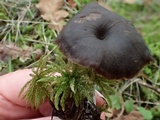Rhodocybe aureicystidiata image