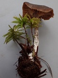 Rhodocybe aureicystidiata image