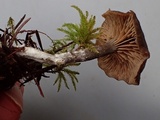 Rhodocybe aureicystidiata image