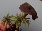 Rhodocybe aureicystidiata image