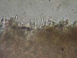 Rhodocybe aureicystidiata image