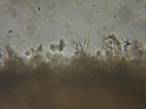 Rhodocybe aureicystidiata image