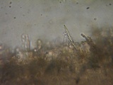 Rhodocybe aureicystidiata image