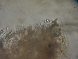 Rhodocybe aureicystidiata image