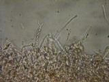 Rhodocybe aureicystidiata image