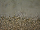 Rhodocybe aureicystidiata image