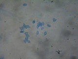 Rhodocybe aureicystidiata image