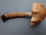 Hebeloma sordescens image