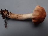 Hebeloma sordescens image