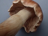 Hebeloma sordescens image