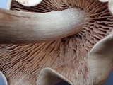Hebeloma sordescens image