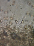 Hebeloma sordescens image