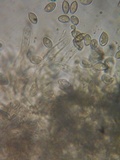 Hebeloma sordescens image