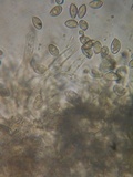 Hebeloma sordescens image