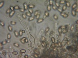 Hebeloma sordescens image