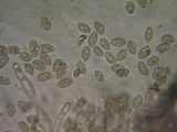 Hebeloma sordescens image