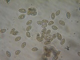 Hebeloma sordescens image