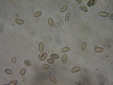 Hebeloma sordescens image