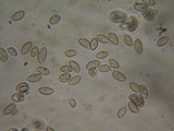 Hebeloma sordescens image