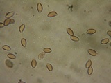 Hebeloma sordescens image