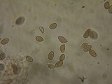 Hebeloma sordescens image