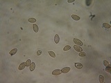 Hebeloma sordescens image