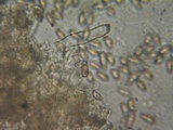Inocybe lacera image