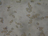 Inocybe lacera image