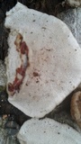 Trametes lactinea image