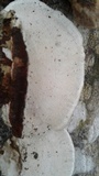 Trametes lactinea image
