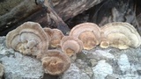 Trametes lactinea image