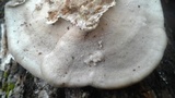 Trametes lactinea image