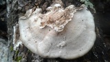 Trametes lactinea image