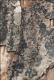 Jackrogersella cohaerens image