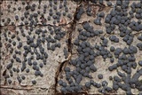 Jackrogersella cohaerens image