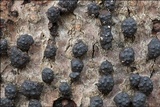 Jackrogersella cohaerens image