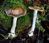 Cortinarius fuligineofolius image