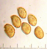 Cortinarius fuligineofolius image