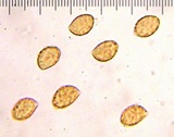 Cortinarius fuligineofolius image
