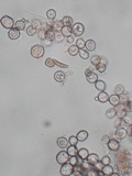 Tulasnella violea image