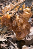 Phaeotremella frondosa image
