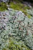 Cladonia peziziformis image